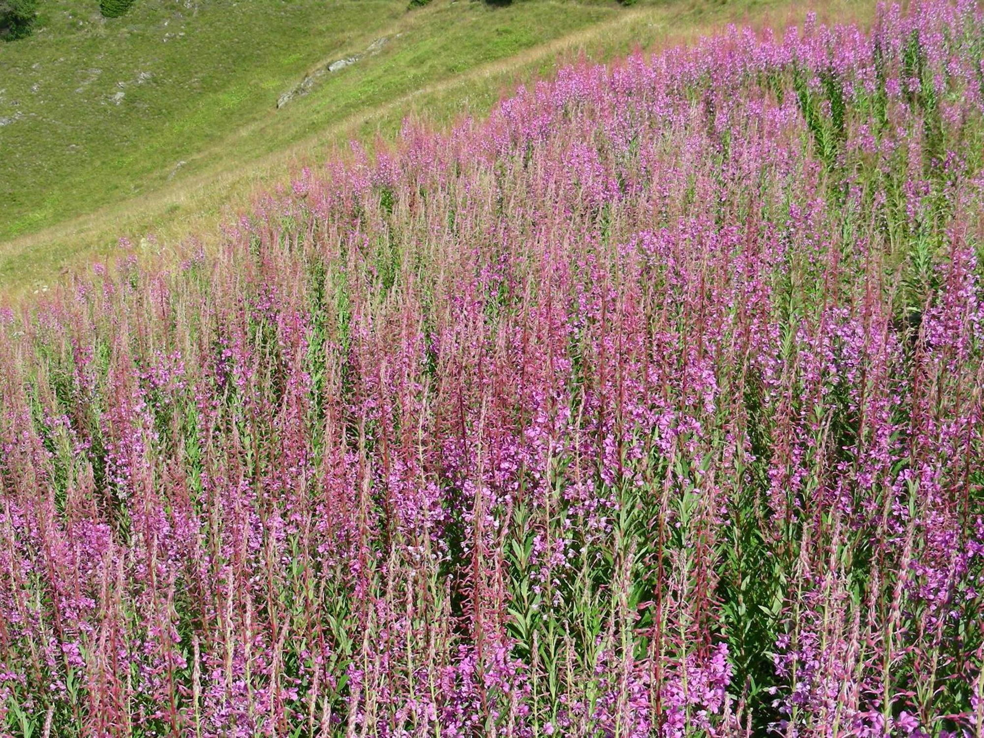 Villetta Val Di Sole Commezzadura Exterior foto